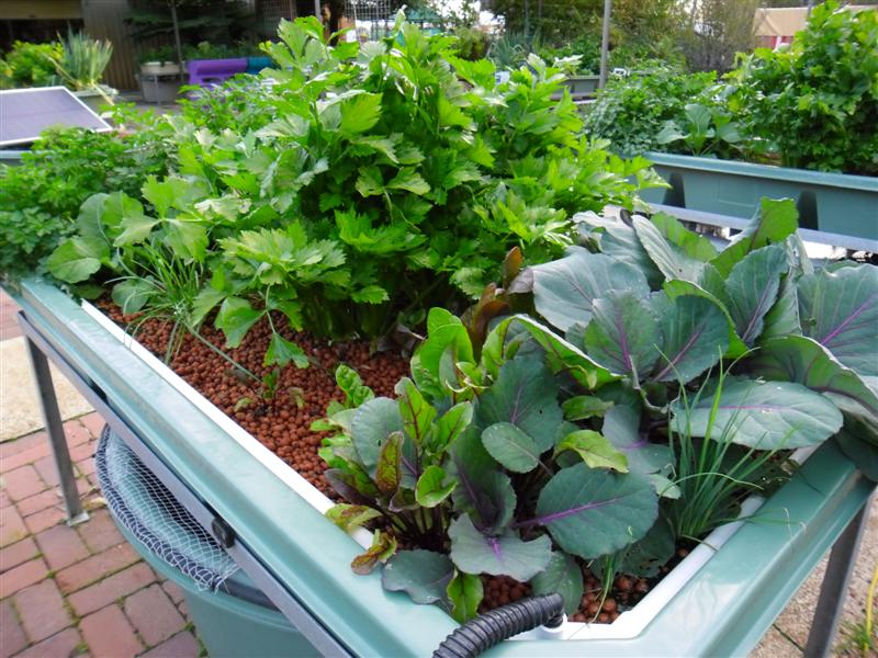 SAM_0109 (Medium).JPG