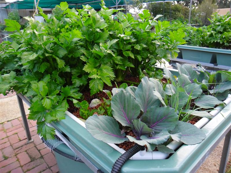 SAM_0110 (Medium).JPG