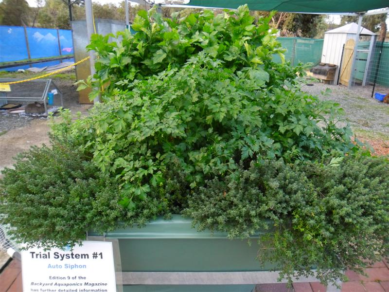 SAM_0111 (Medium).JPG