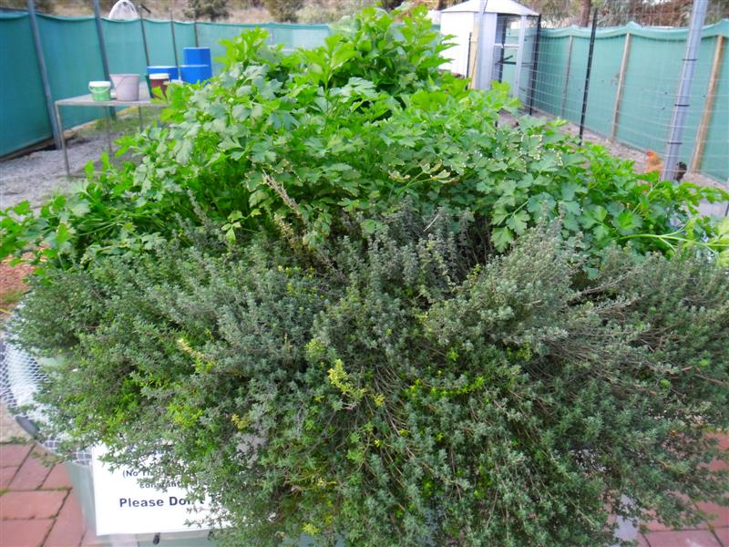 SAM_0112 (Medium).JPG