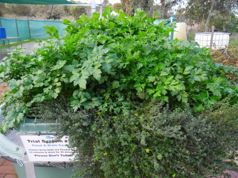 SAM_0113 (Medium).JPG