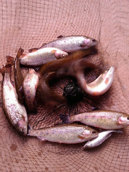 early june growth.jpg