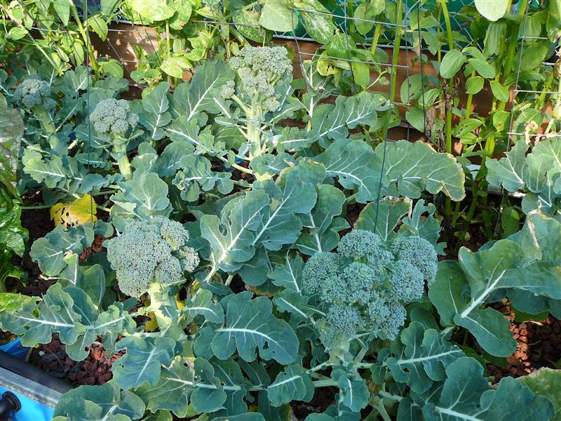 P1050537 (Custom).JPG