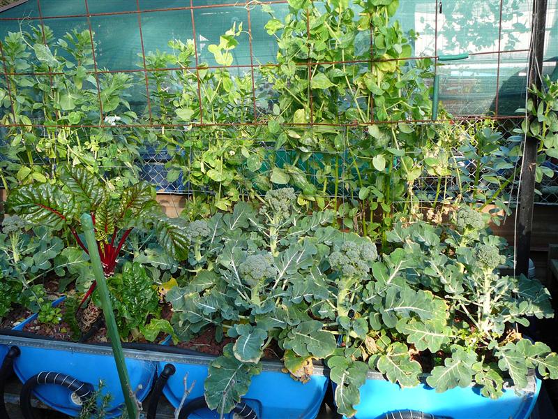 P1050536 (Custom).JPG