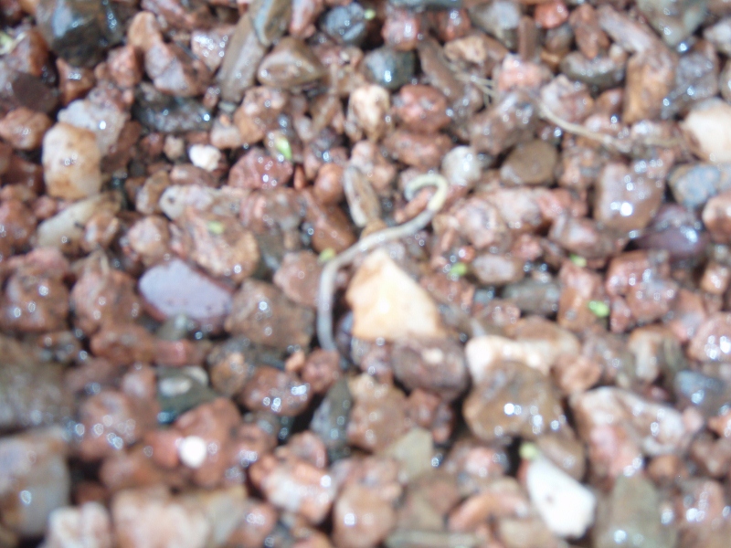 P2050167 (800x600).jpg