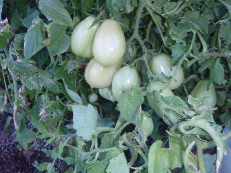 P7090185 (800x600).jpg