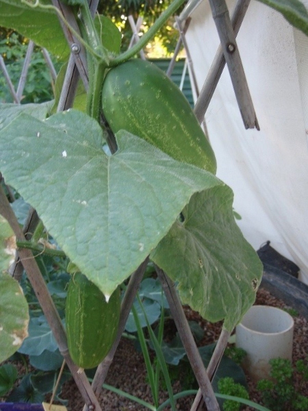 P7090184 (800x600) (450x600).jpg