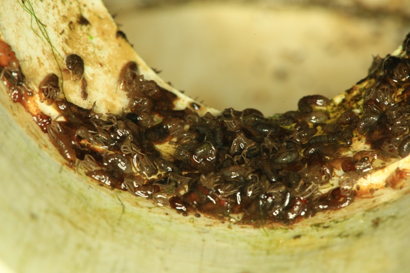 1 Aquatic bug mix.JPG