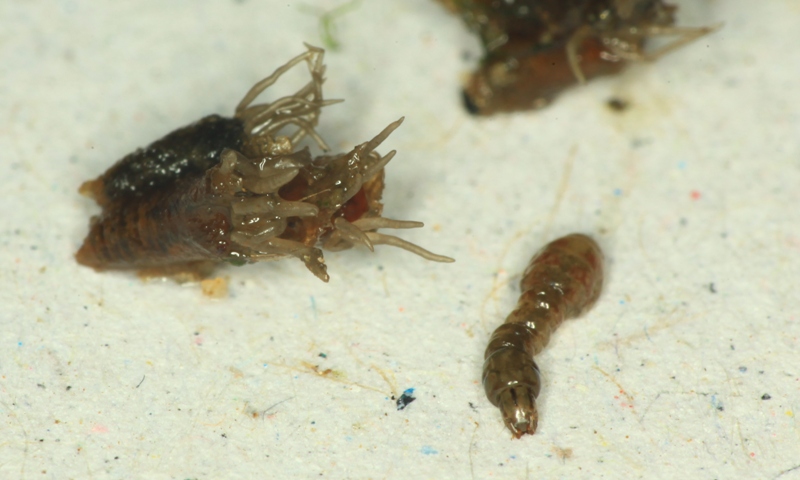 3 AP Aquatic bugs.JPG