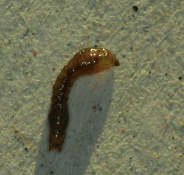 5 Aquatic worm.JPG