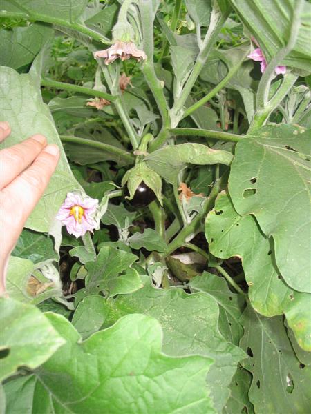 IMG_2133 (Medium).jpg