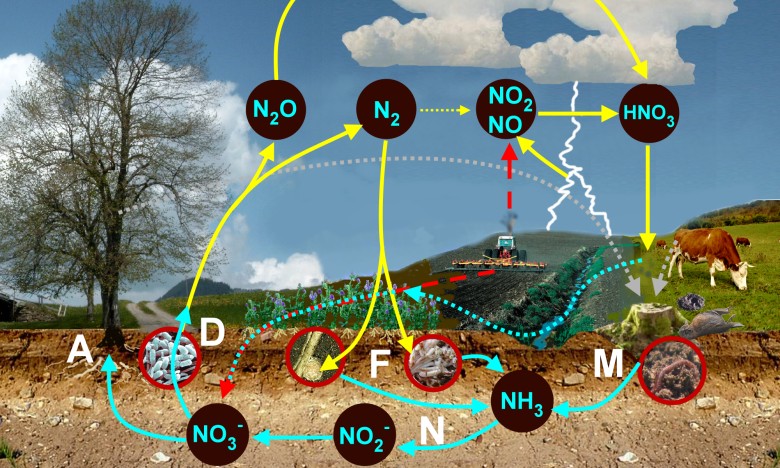 nitrogen cycle.jpg