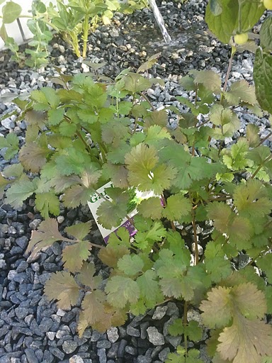 2011-07-16 14.30.06.jpg