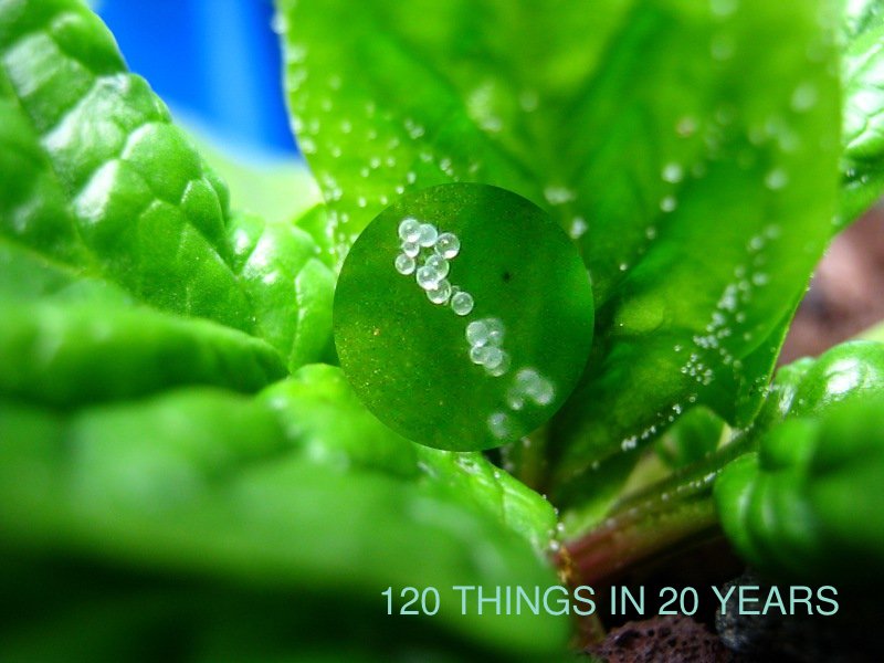 120 Things in 20 years - Aquaponics - Spinach and eggs.jpg