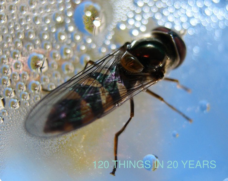 120 Things in 20 years - Black soldier fly BSF ID.jpg