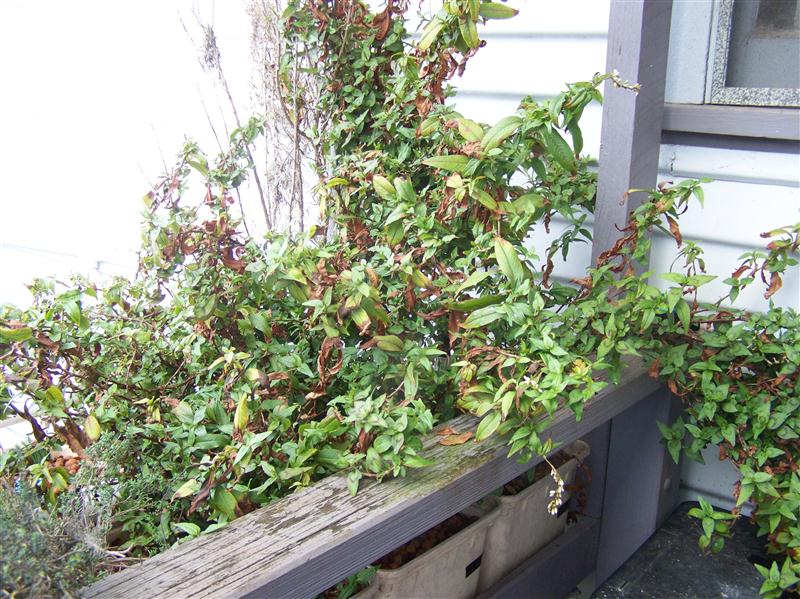 100_6409 (Custom).JPG