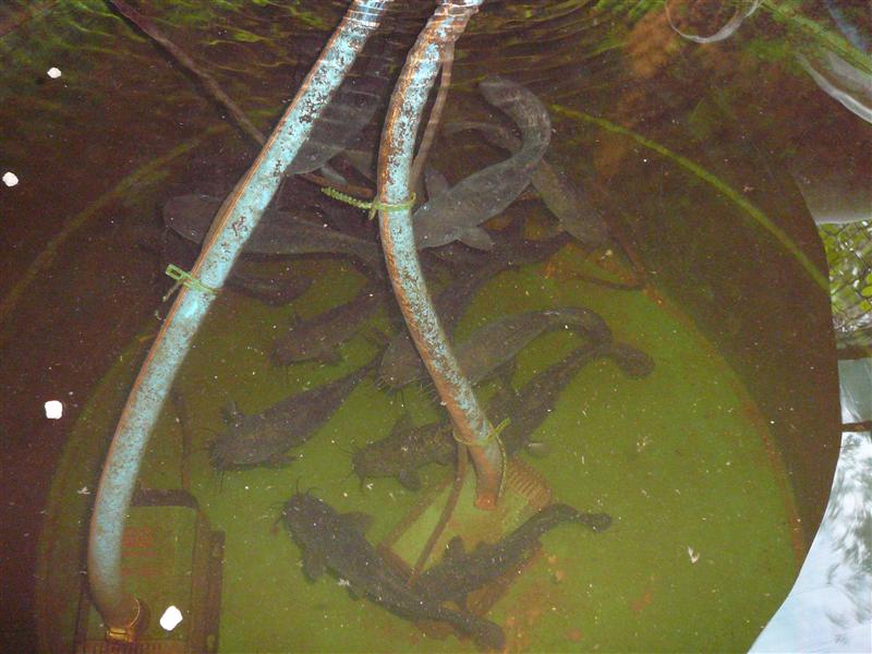 P1050553 (Custom).JPG