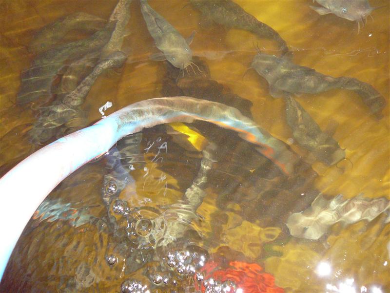 P1050550 (Custom).JPG