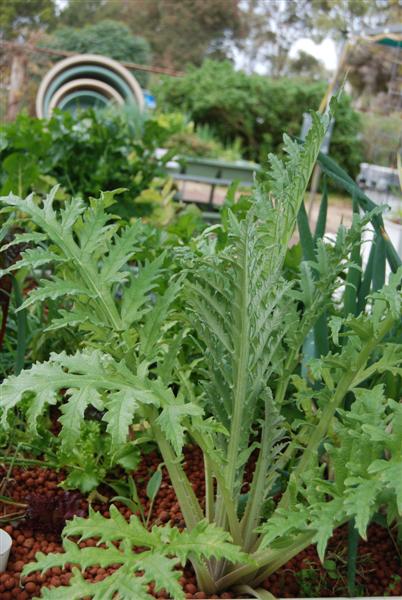 DSC_0200 (Medium).JPG