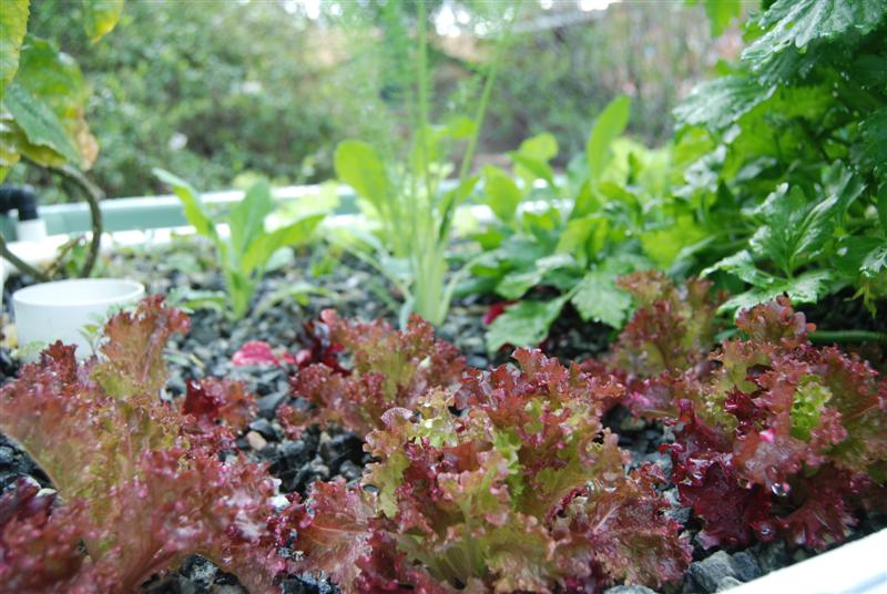 DSC_0194 (Medium).JPG