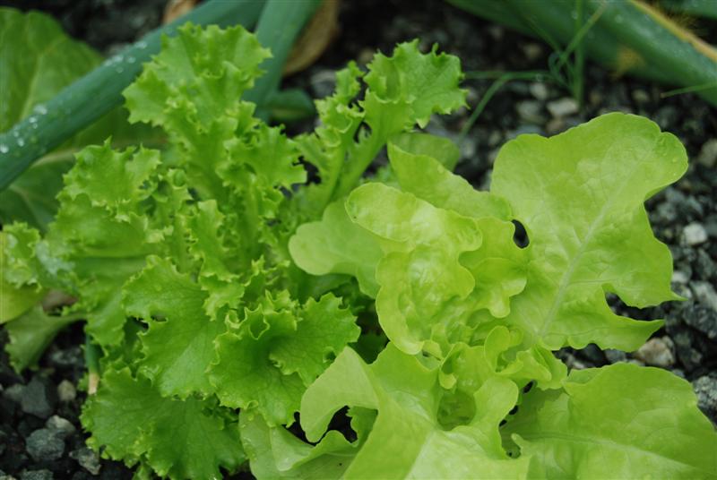 DSC_0197 (Medium).JPG