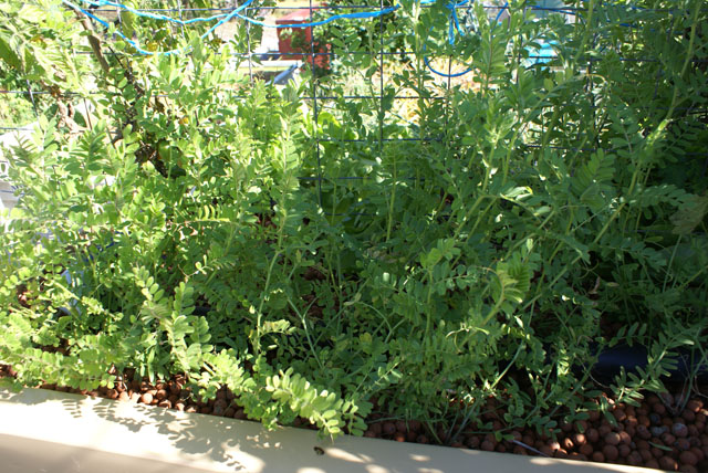 Vetch Gunning along.jpg