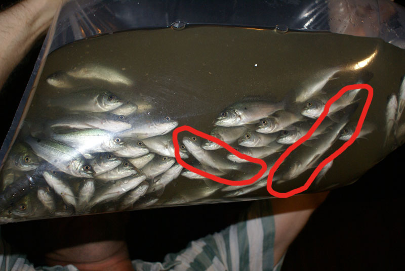 Fingerlings yeah right.jpg