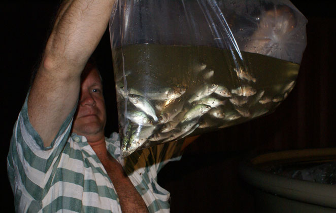 Fingerlings yeah right 2.jpg