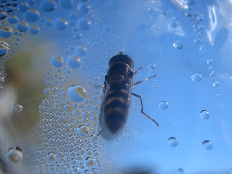 120 things in 20 years - Black soldier fly - is this BSF.JPG