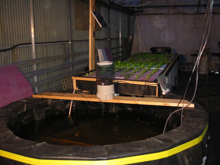 Nigerian Aquaponics.jpg