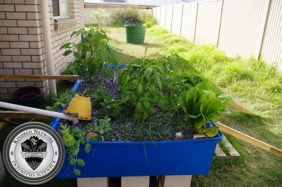 kindred aquaponic system.png