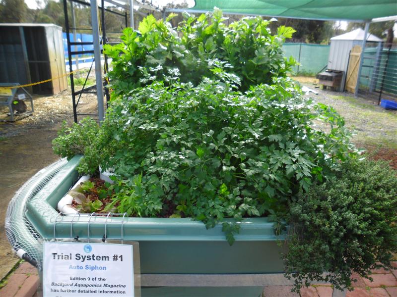 SAM_0418 (Medium).JPG