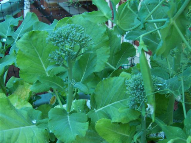 100_1994 (Small).jpg