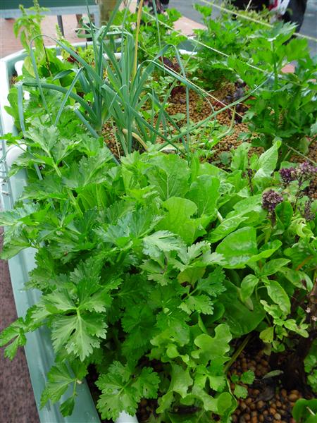 SAM_0480 (Custom).JPG