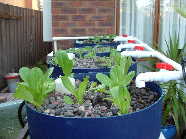 Aquaponics 852006 015.jpg