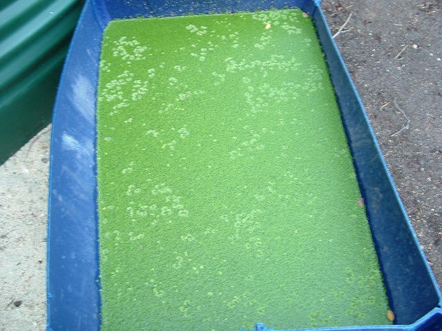 Aquaponics 852006 009.jpg