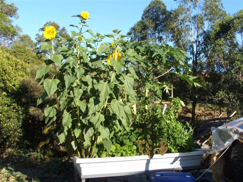 DSCF3963 (Medium).JPG