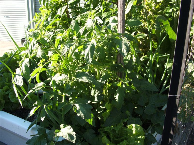 DSCF3970 (Medium).JPG