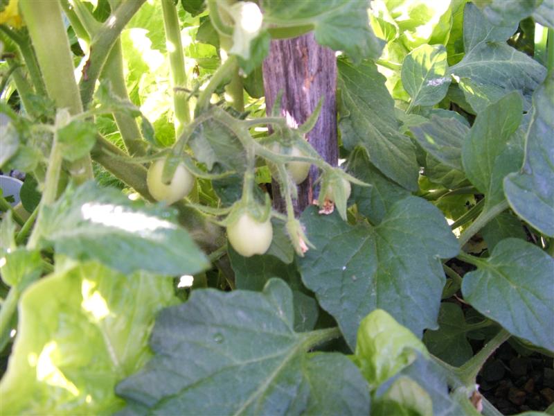 DSCF3971 (Medium).JPG