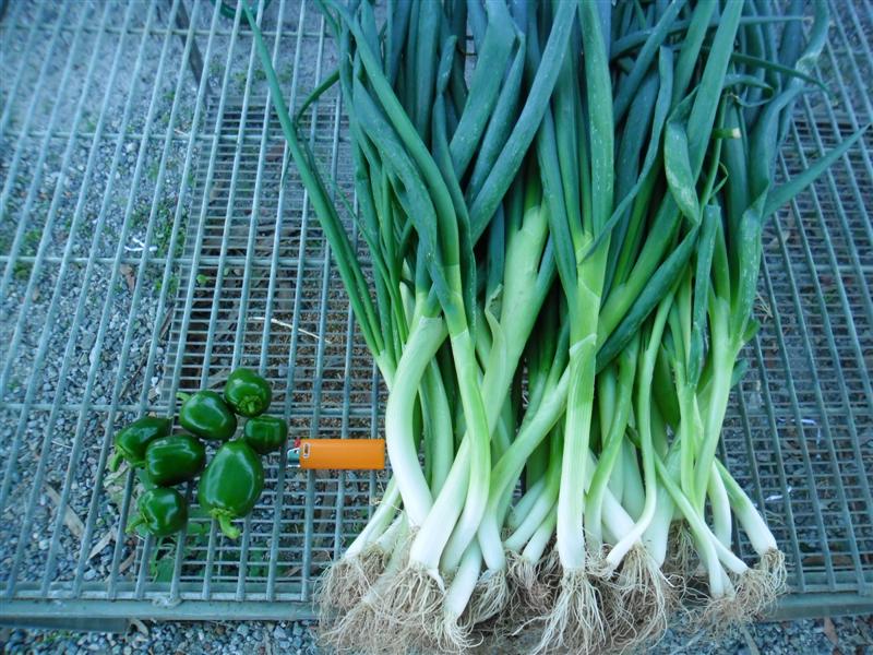 SAM_0096 (Medium).JPG