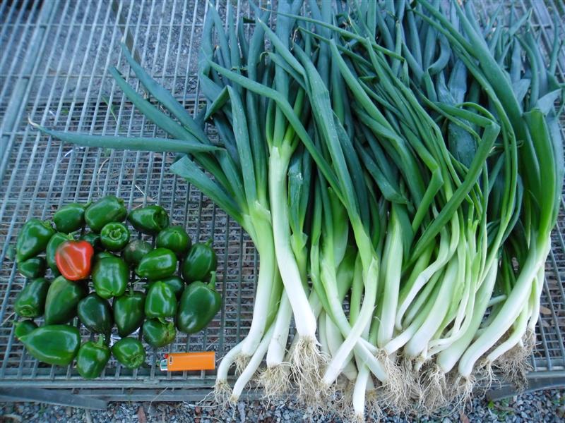 SAM_0097 (Medium).JPG