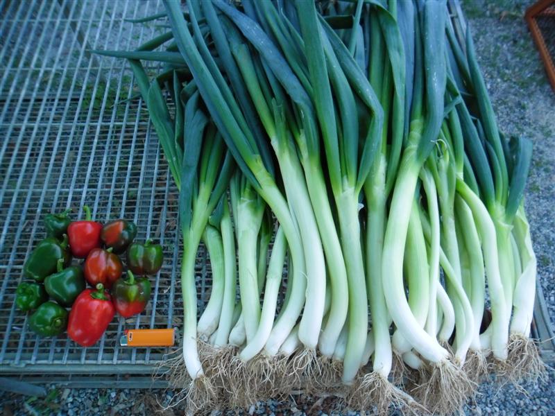 SAM_0098 (Medium).JPG