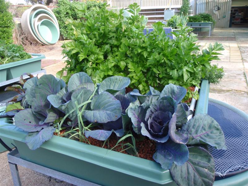 P8140335 (Medium).JPG