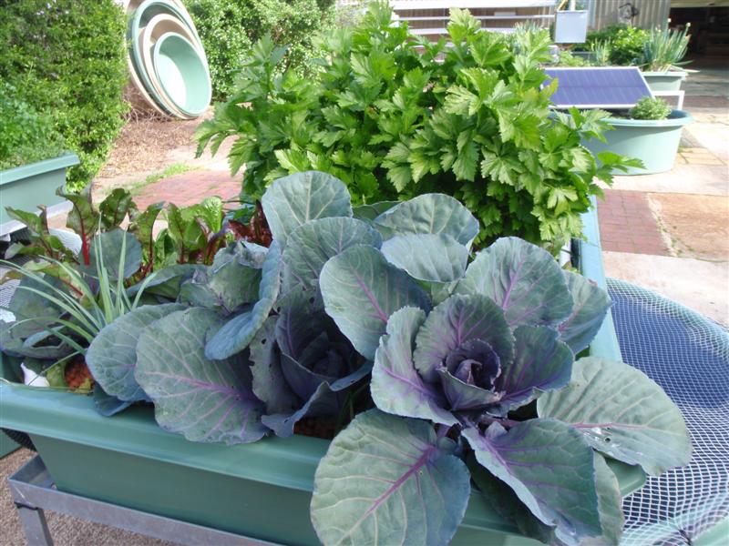 P8140336 (Medium).JPG