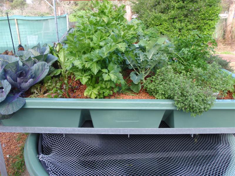 P8140332 (Medium).JPG