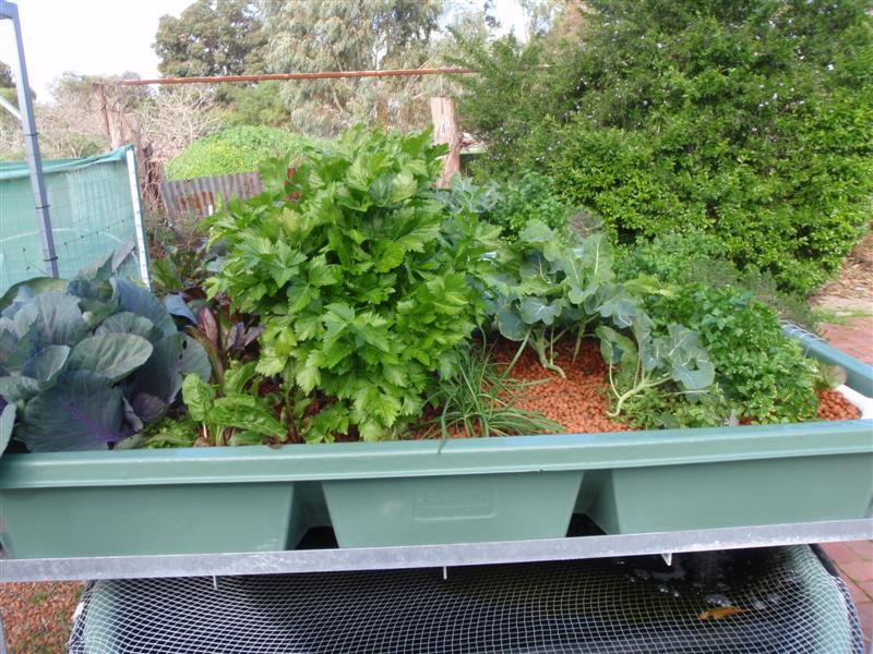 P8140333 (Medium).JPG