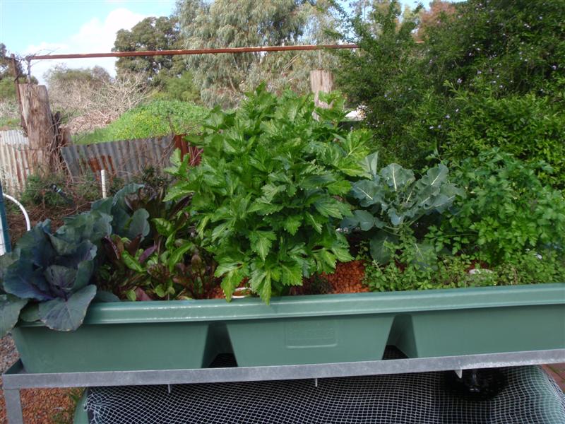 P8140334 (Medium).JPG