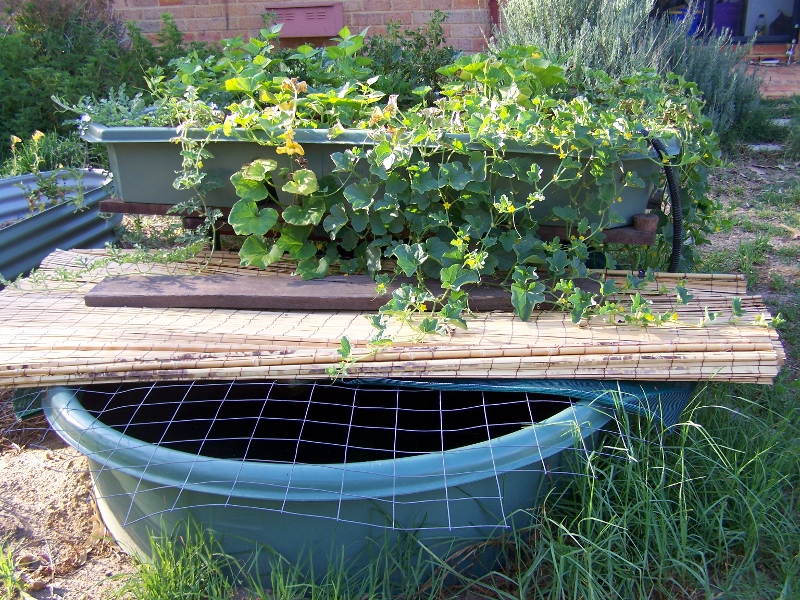 100_0591 (800x600).jpg