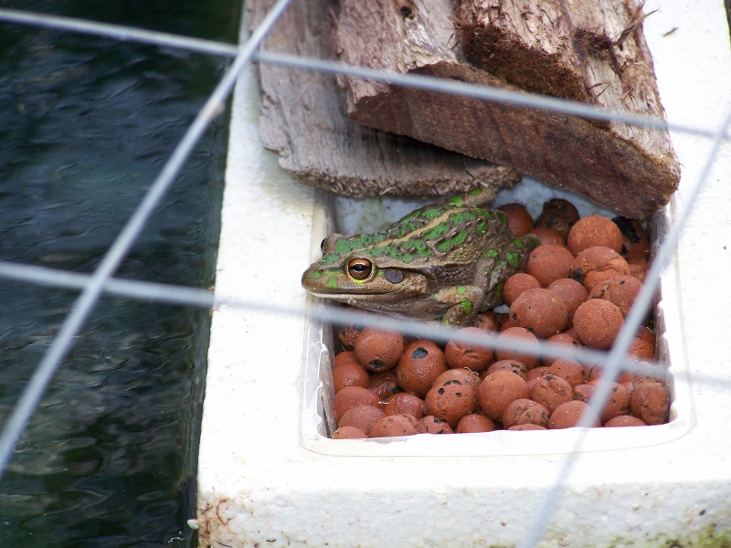 100_0546 (800x600).jpg