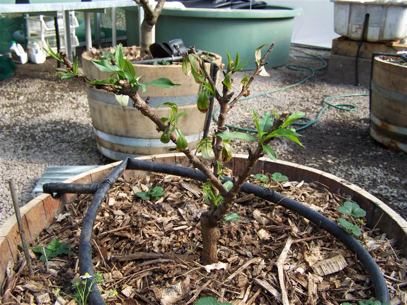 100_6461 (Custom).JPG